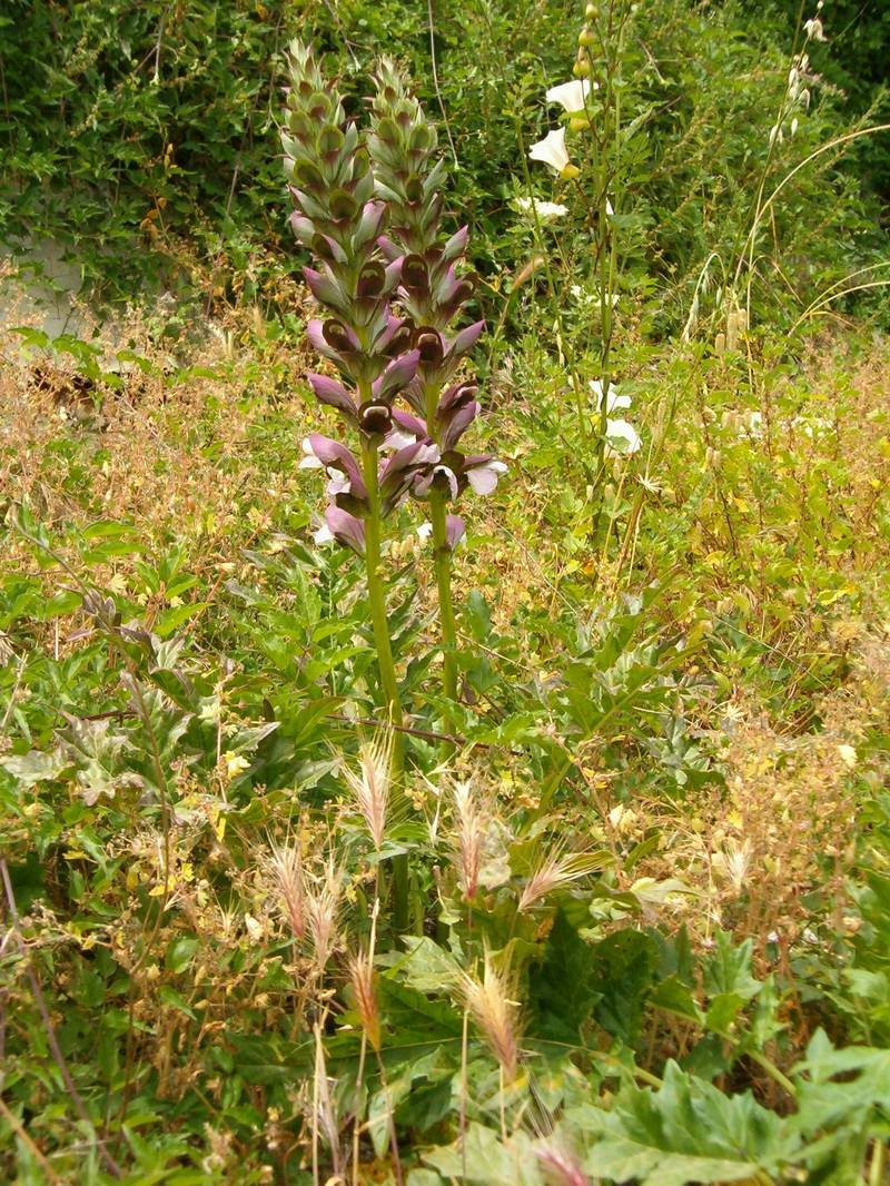 Acanthus mollis / Acanto comune, Branca orsina